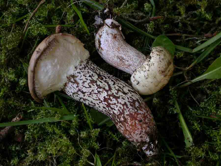 Suillus-placidus.jpg