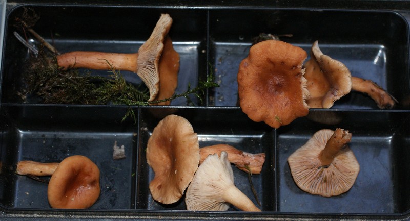 lactarius tabidus3.jpg