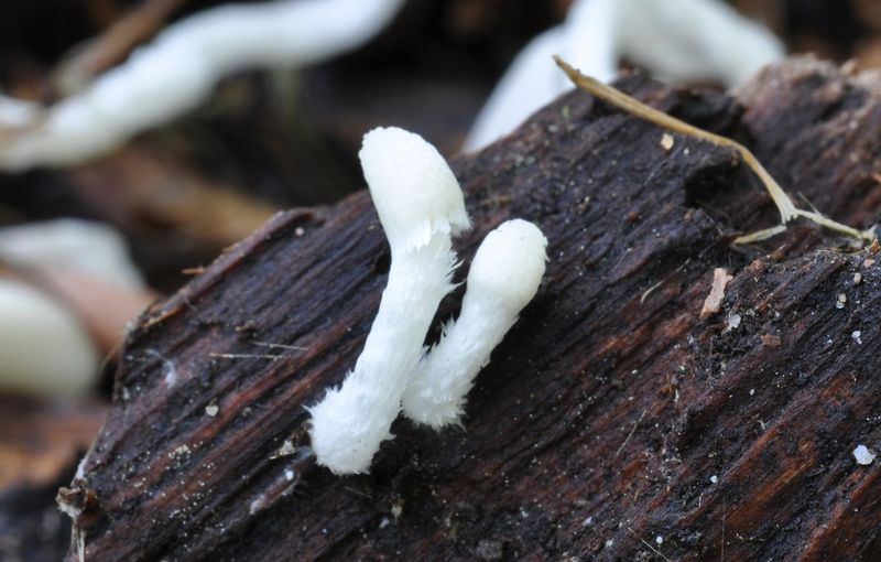 Coprinus sp 30-5-2015_03.JPG