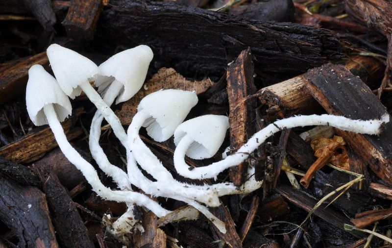 Coprinus sp 30-5-2015.jpg