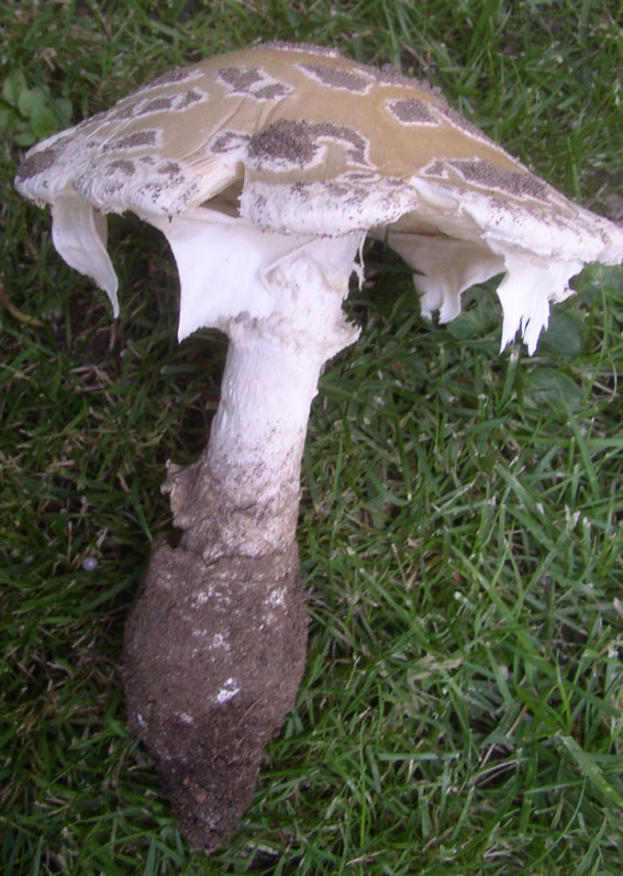 Amanita1.jpg