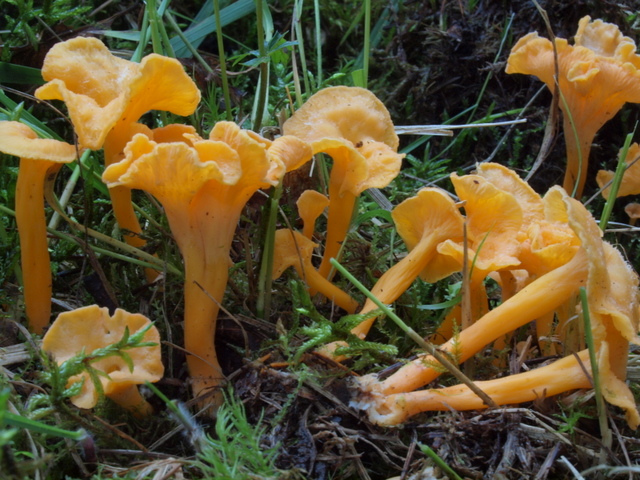 Craterellus lutescens f. luteocomus (3).JPG