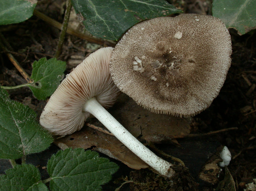 Pluteus.jpg