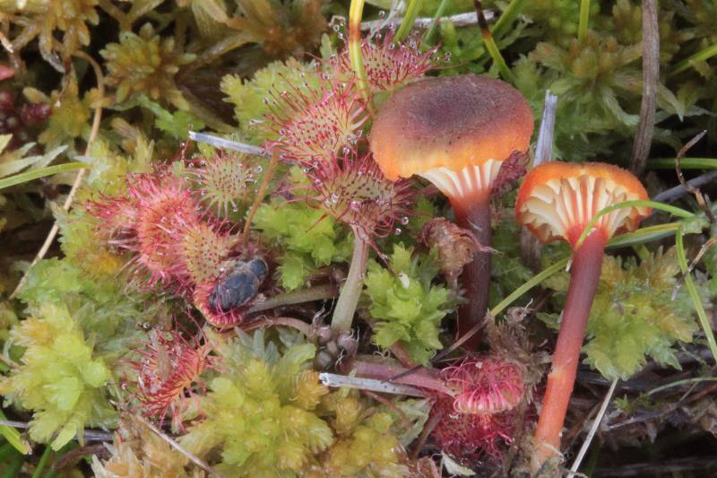 Hygrocybe coccineocrenata 1.JPG