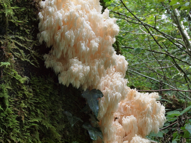 Hericium flagellum.JPG