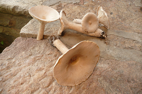 Clitocybe géotrope 001.jpg