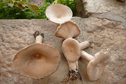 Clitocybe géotrope 002.jpg