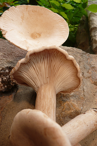 Clitocybe géotrope 003.jpg