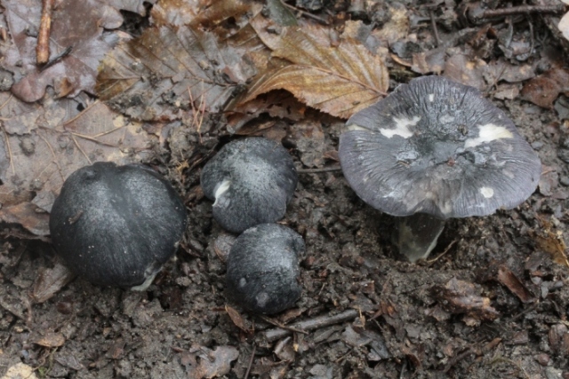 Entoloma bloxamii.JPG