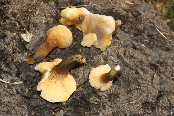 Champignon pozzines.JPG