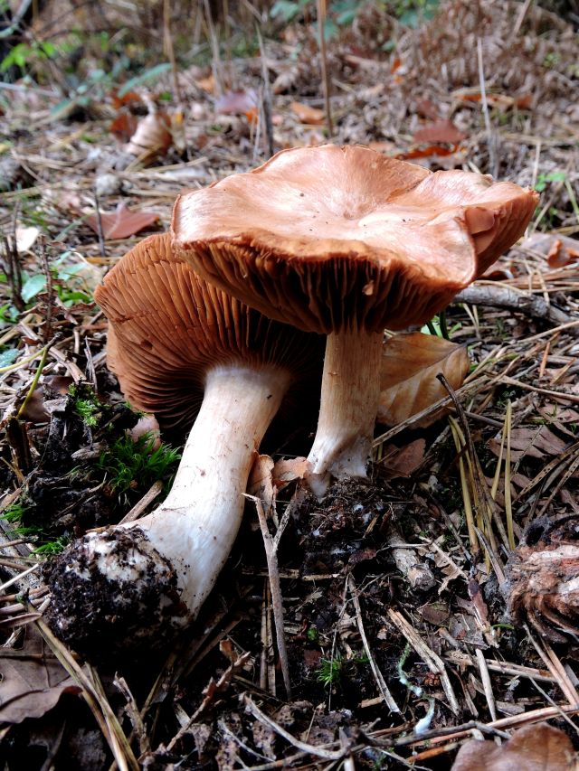 Cortinarius spec. Durnal 29-10-15.jpg