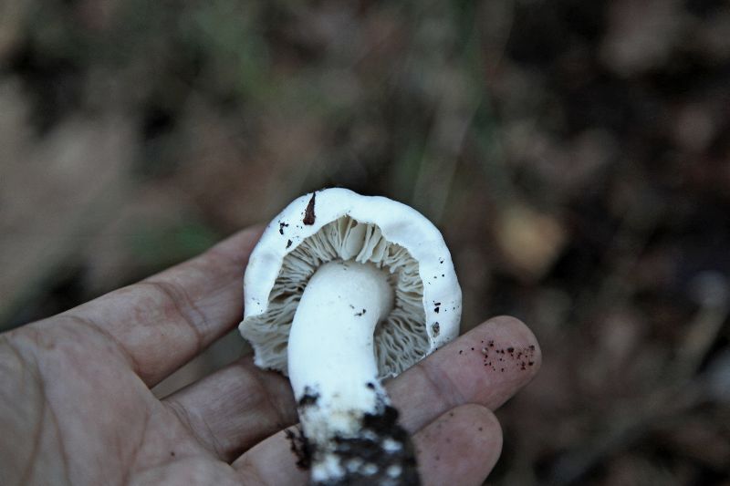 Tricholoma (.. (2).JPG