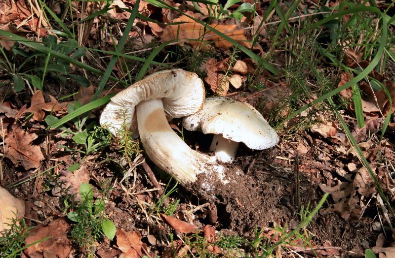 Tricholoma.JPG