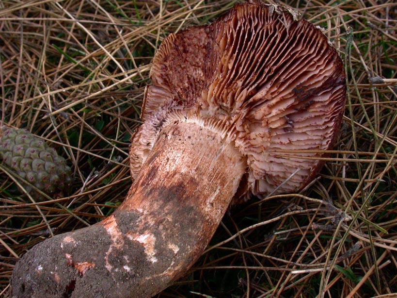 Tricholoma-colossus.jpg