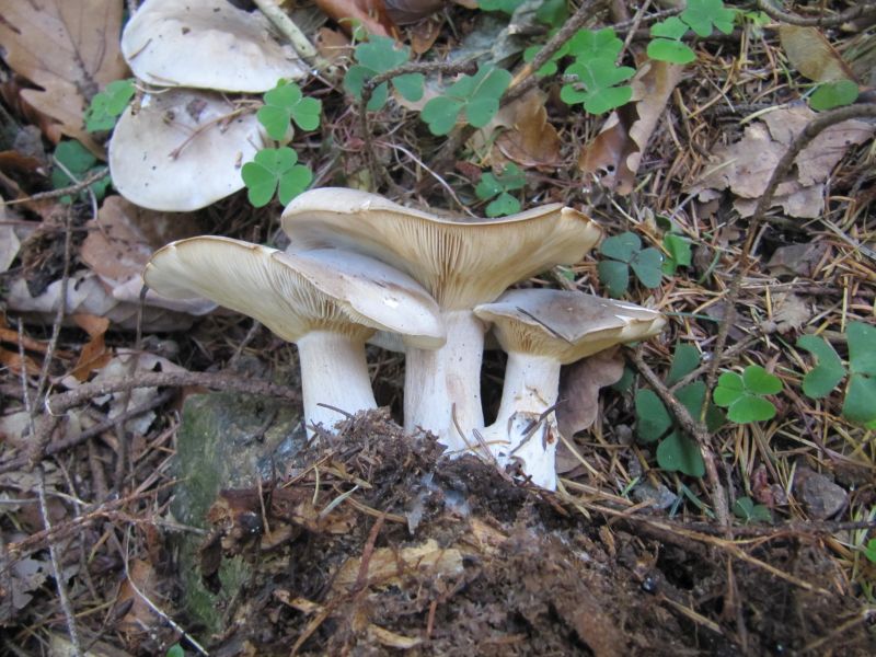 Entoloma lividum Thannenkirch (Taennchel) Alsace - Haut-Rhin (F) 31-10-13.jpg