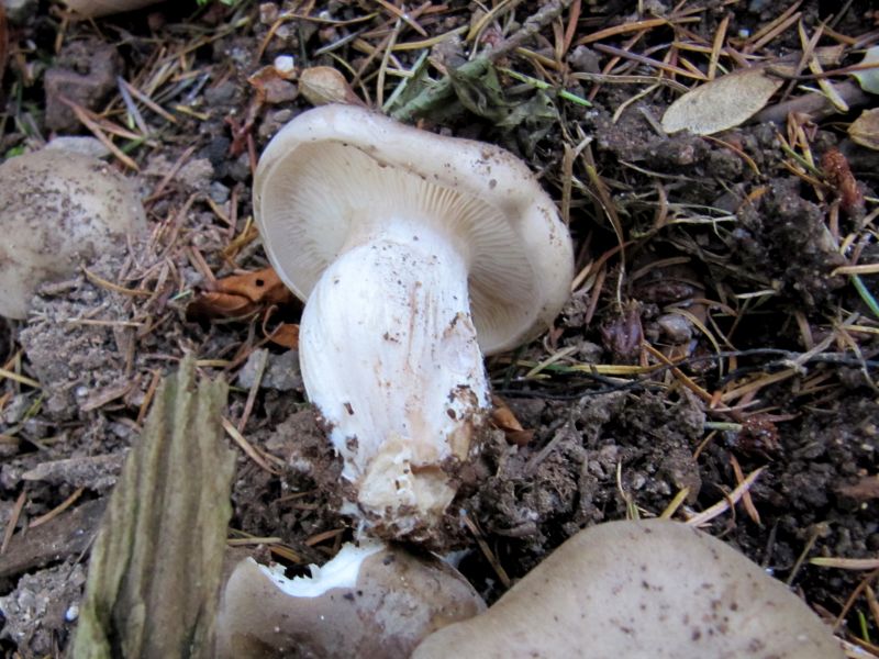 Entoloma lividum Thannenkirch (Taennchel) Alsace - Haut-Rhin (F) 31-10-13 D.jpg