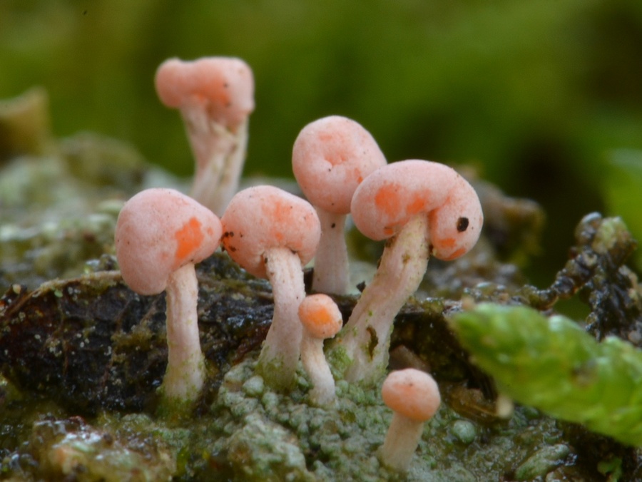 Diabaeis baeomyces ou B. roseus.JPG