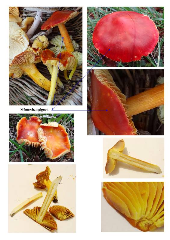 Hygrocybe orangé 28-12-2015-redim800.jpg