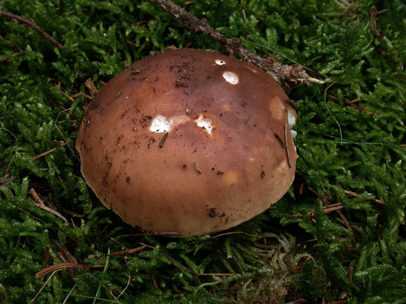 Russula-mustelina2.jpg