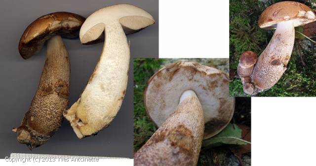 Boletus_betulicola_2013_ya_1.jpg