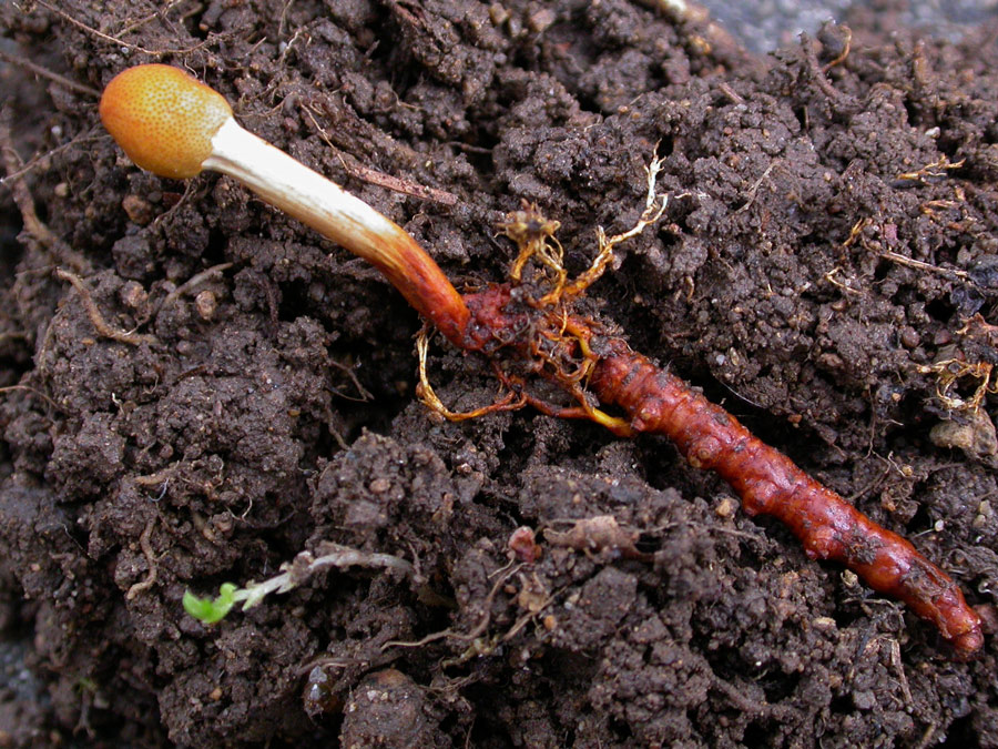 Cordyceps2.jpg