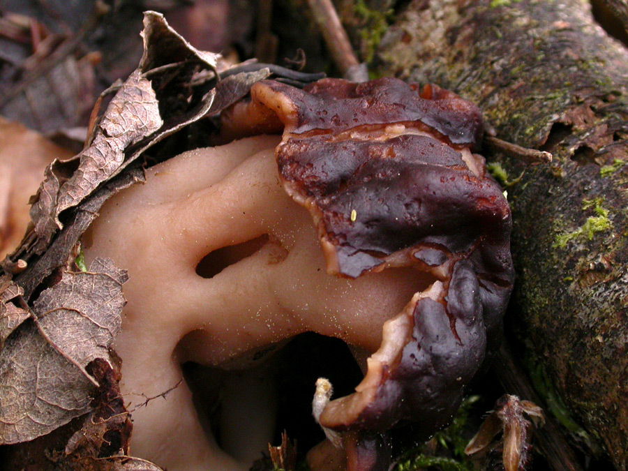 Gyromitra-esculenta1.jpg