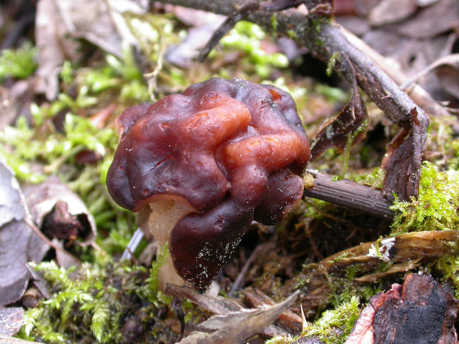 Gyromitra-esculenta2.jpg