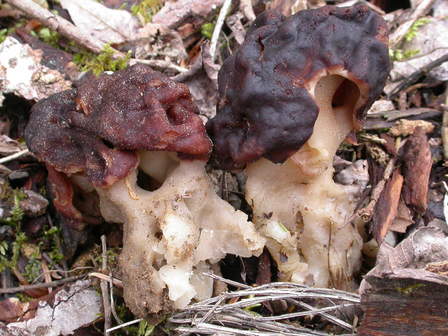 Gyromitra-esculenta3.jpg