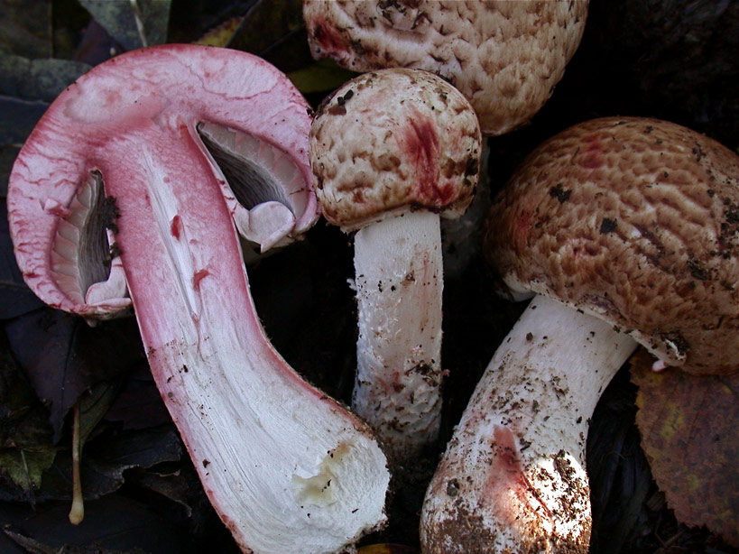 Agaricus-haemorrhoidarius-.jpg