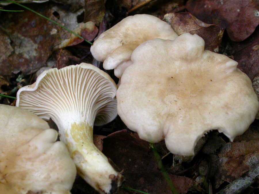 Chanterelle-blanche.jpg