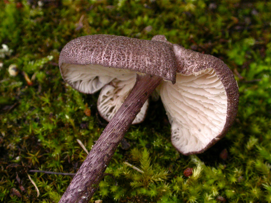 Entoloma-allochroum.jpg