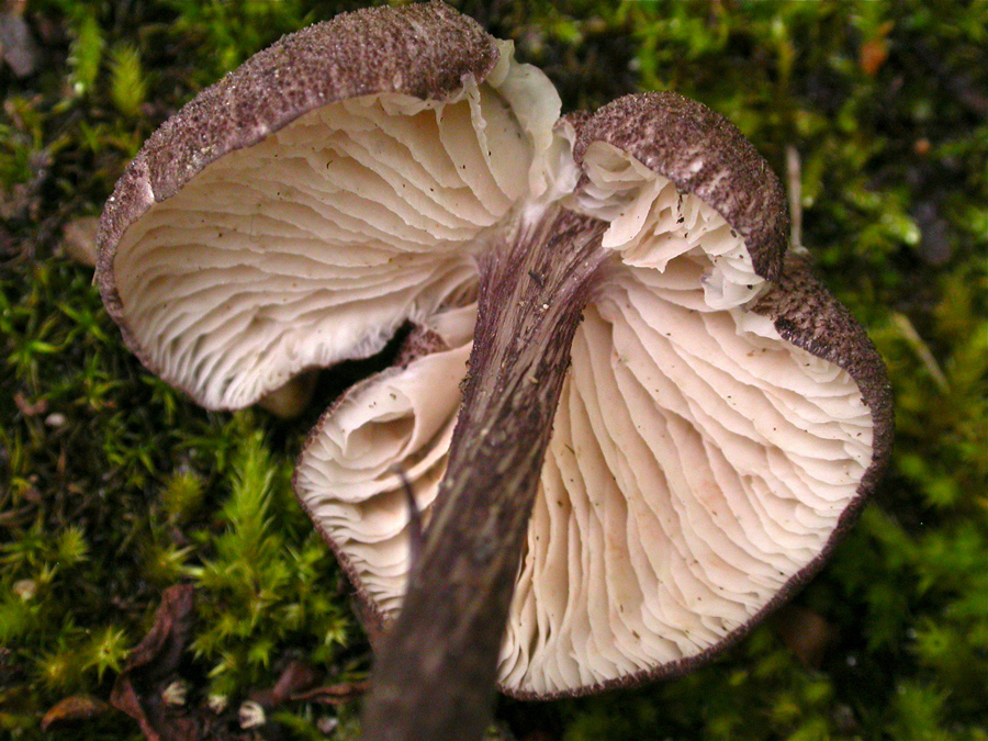 Entoloma-allochroum2.jpg