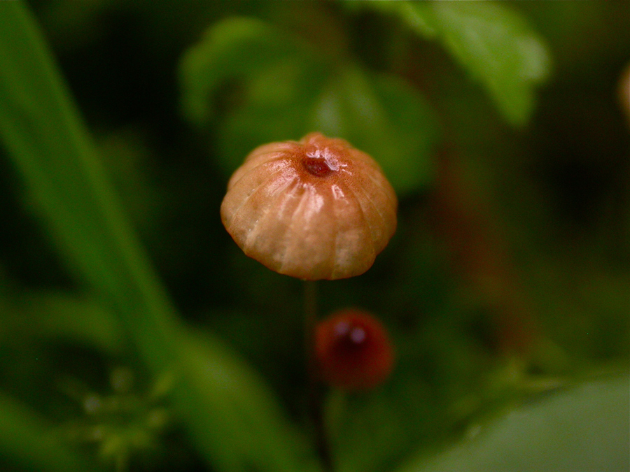 Marasmius-graminum1.jpg