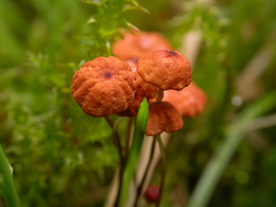 Marasmius-graminum2.jpg