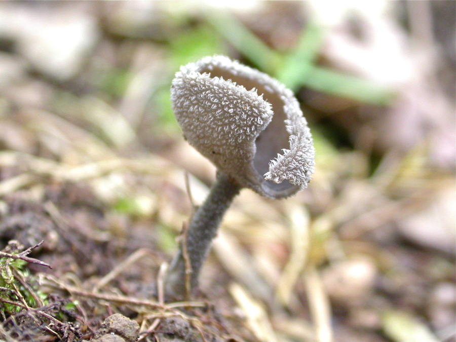 Helvella-macropus1.jpg