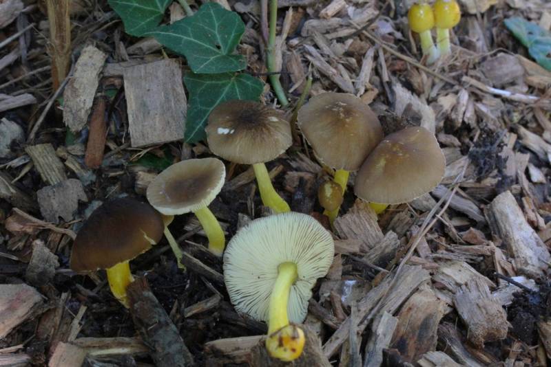 Pluteus romellii-redim800.JPG