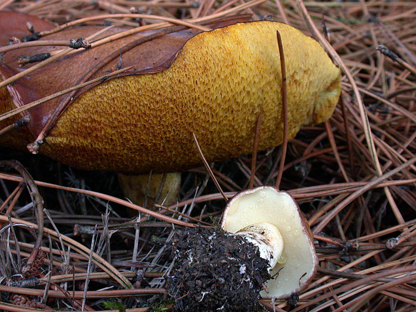 Suillus-granulatus.jpg