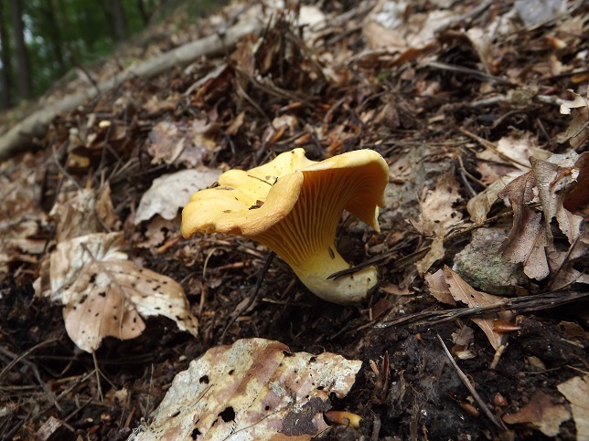 Cantharellus2.jpg