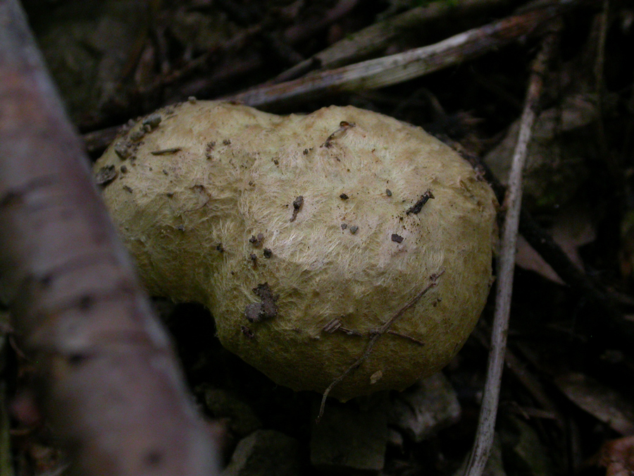 Gyroporus-cyanescens2.jpg