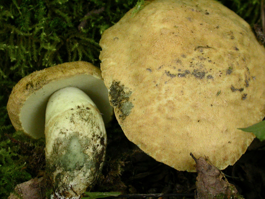 Gyroporus-cyanescens.jpg