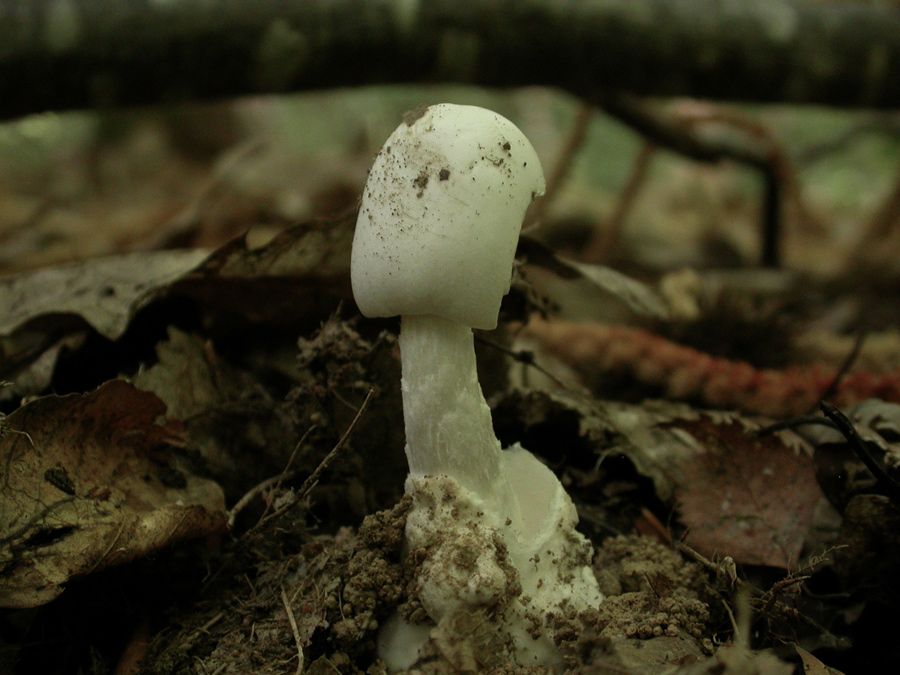 Amanita-virosa.jpg