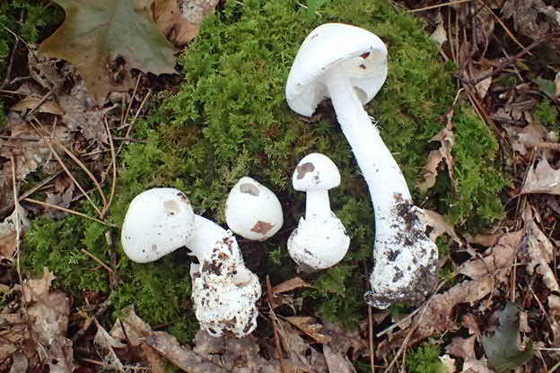 Amanita virosa.JPG