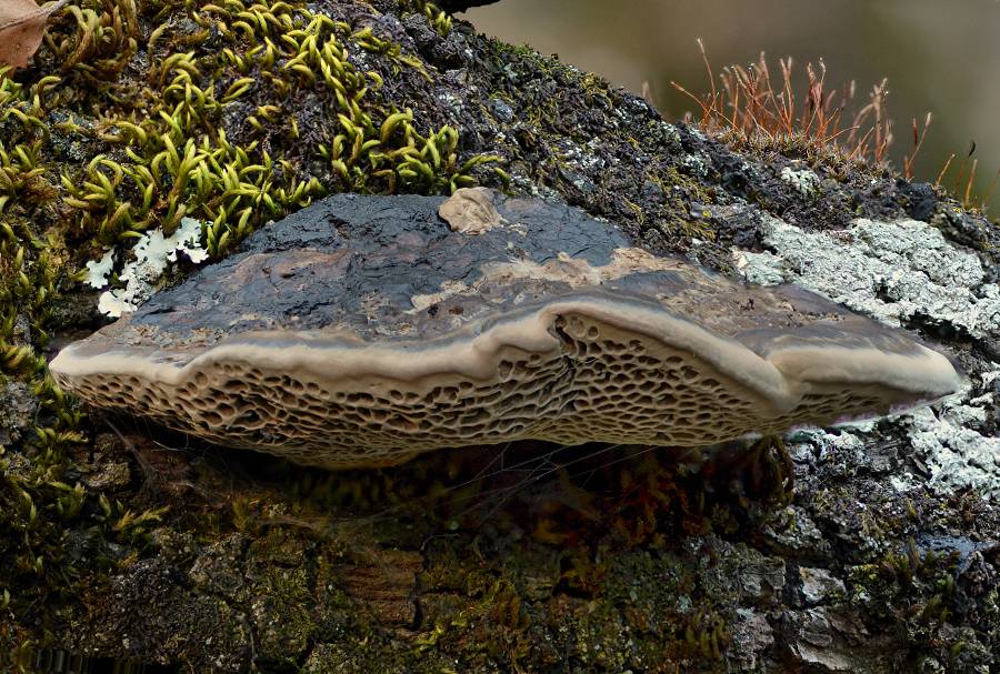 Hexagonia nitida 2016 08 05 Lozère (Cévennes - sur chêne vert) (5).jpg