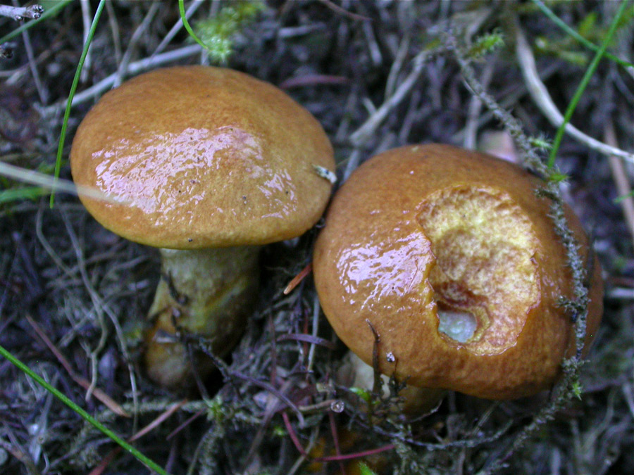 Suillus-grevillei.jpg