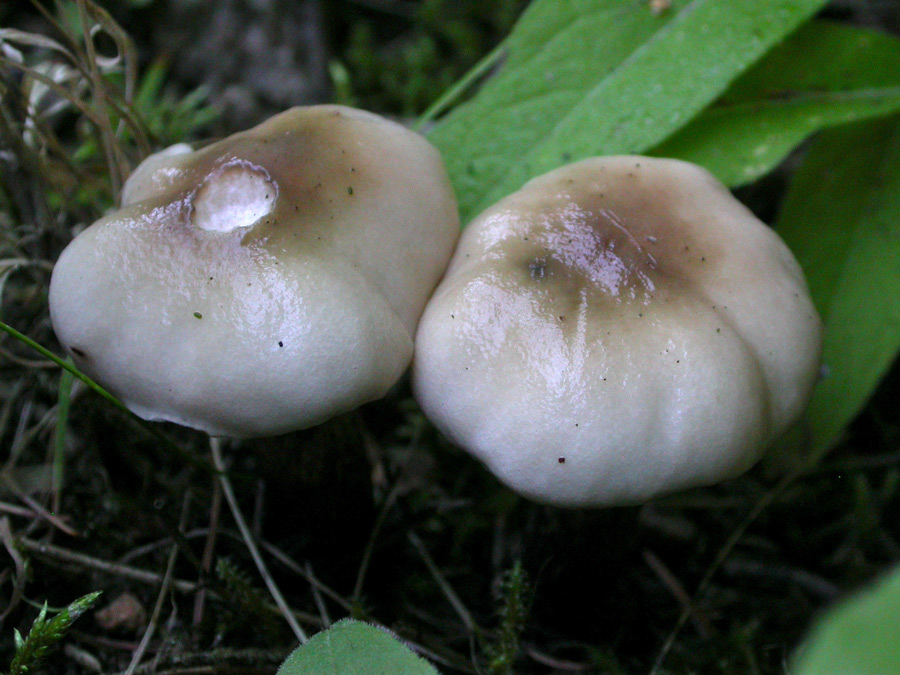 Gomphidius-maculatus.jpg