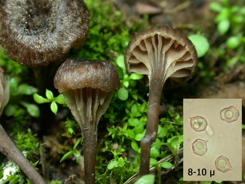 Entoloma-rusticoides-.jpg