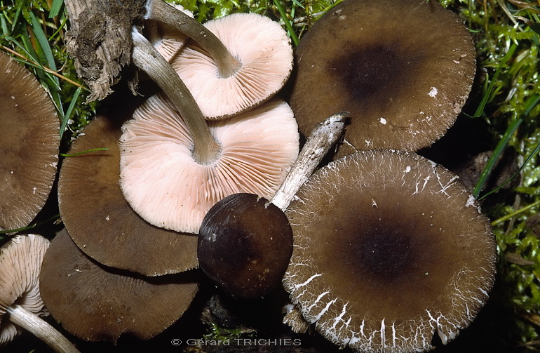 Pluteus podospileus 4054.jpg