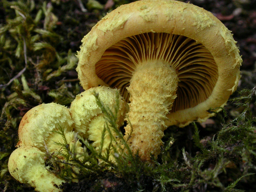 Pholiota-flammans.jpg