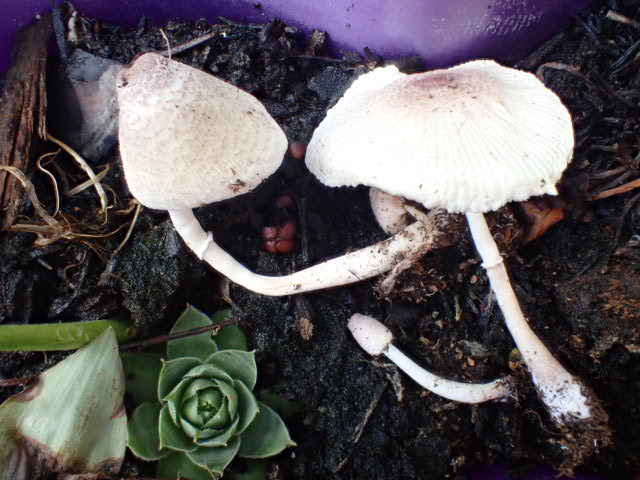 Leucoprinus ianthinus 2 13 09 16.JPG