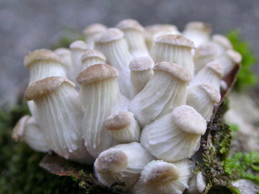 Pleurotus-ostreatus.jpg